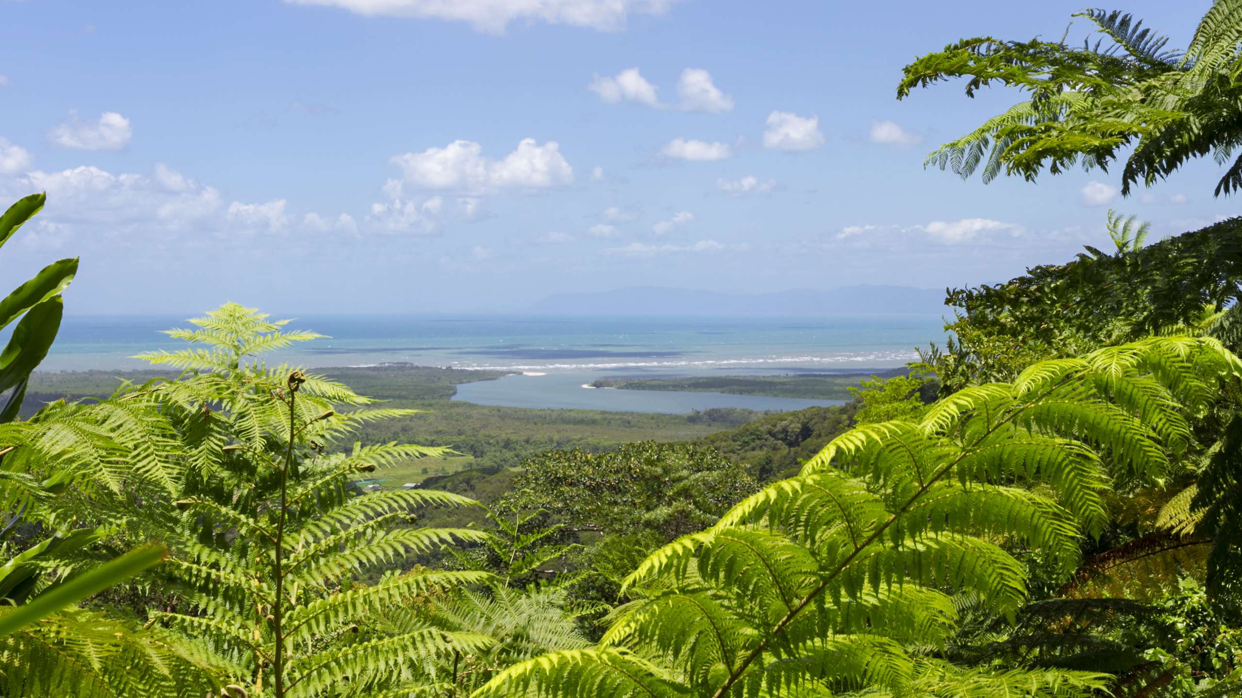 daintree cruises