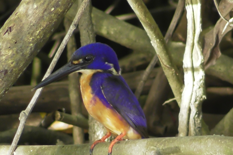 daintree crocodile tours