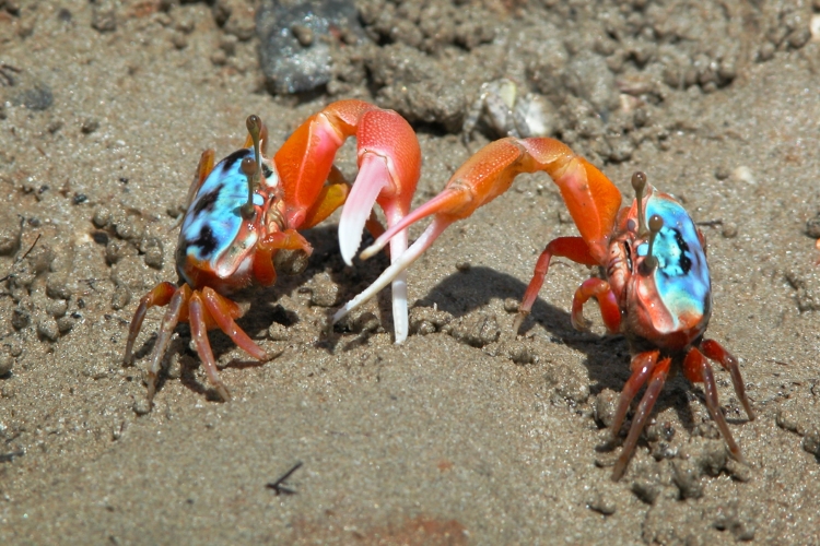 river cruises daintree