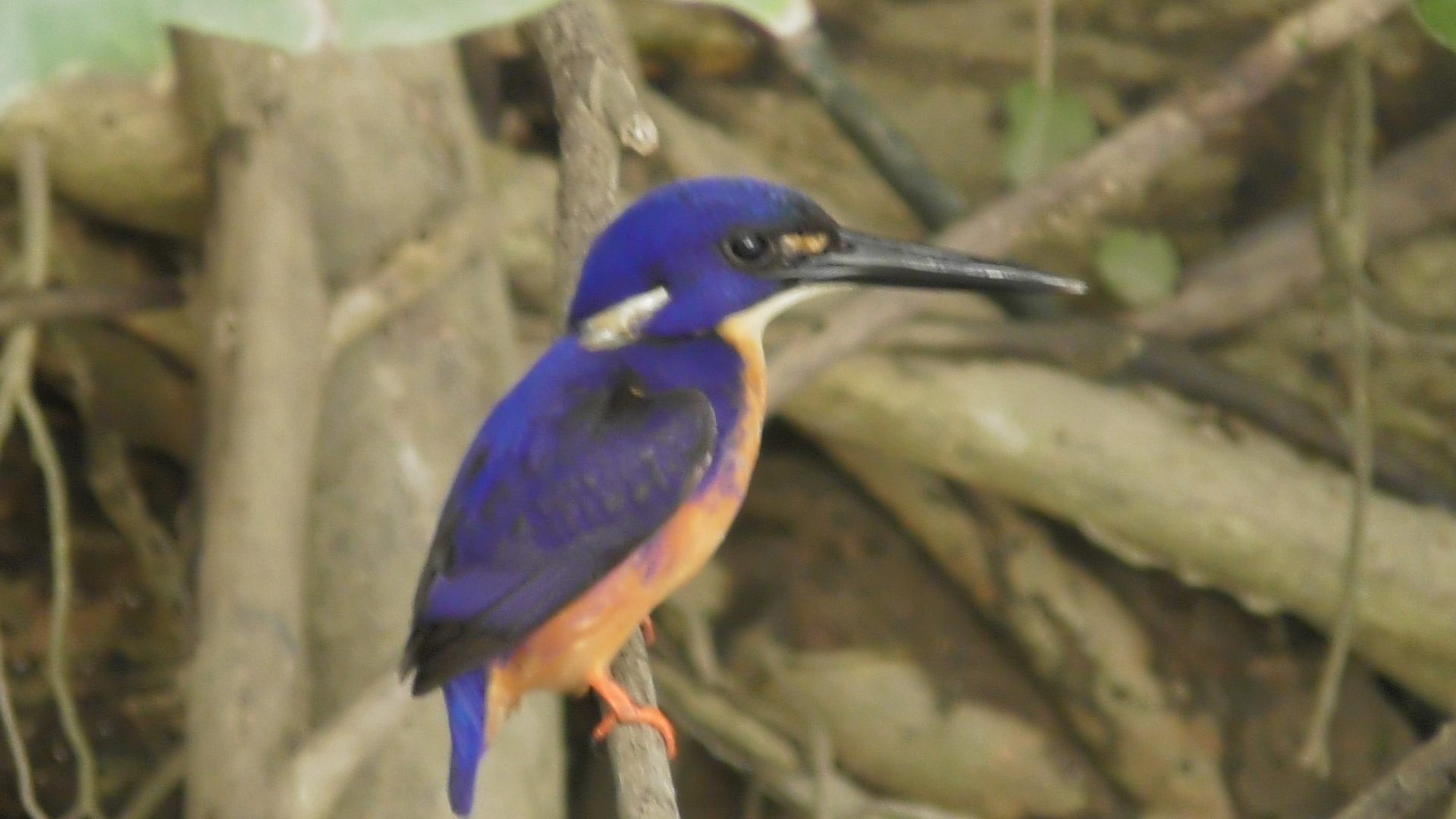 river cruises daintree
