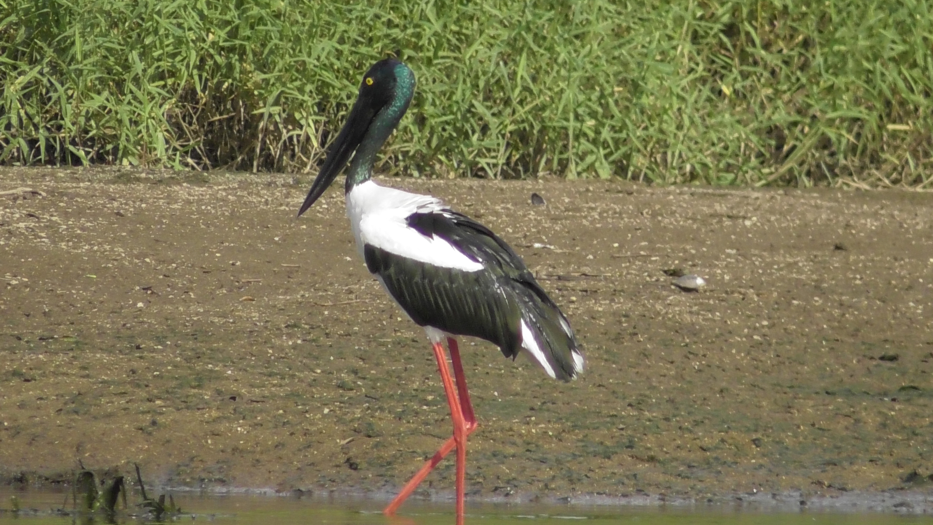 daintree river cruises