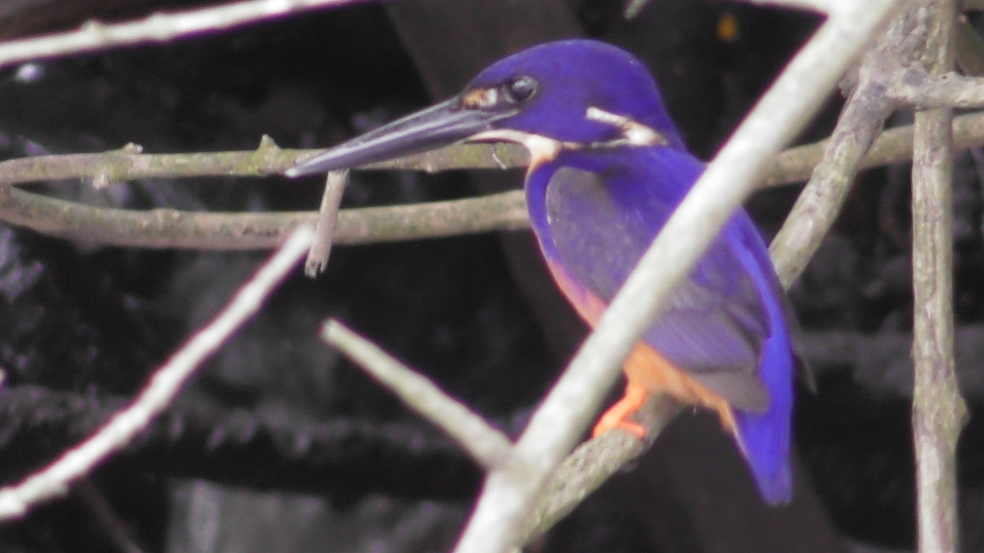 daintree crocodile tours